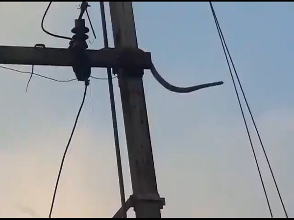 VIDEO: बिजली के खंभे पर चढ़ा 10 फीट लंबा सांप, हुआ धमाका और..