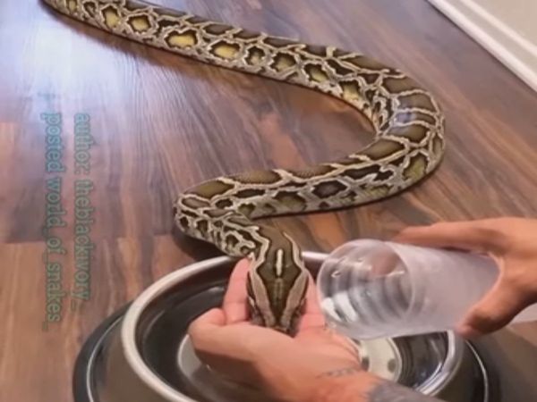 Snake Video Man Drinking Water To Giant Snake Watch Shocking Viral Video