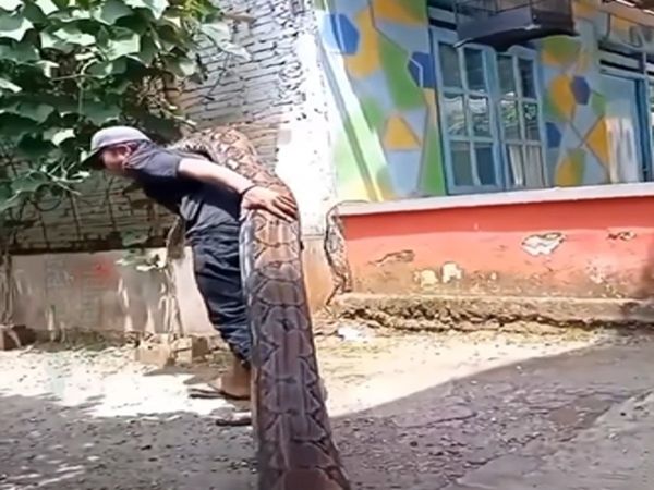 Man Playing With Giant Snake Shocking Video Goes Viral