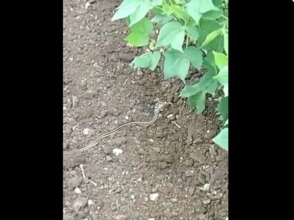 Viral Video Snake With Horn Watch Shocking Video