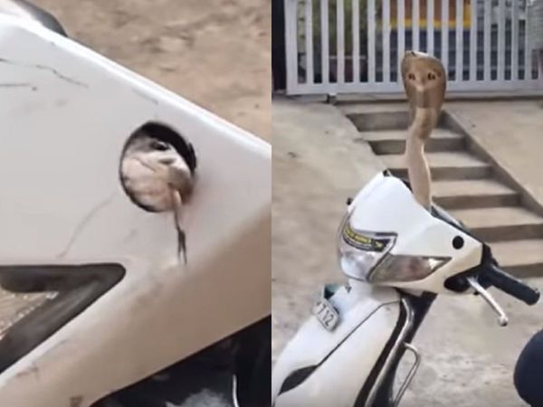 Snake inside the Scooty handle