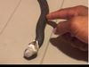 Snake Video Snake Drama Video Snake Playing Dead Funny Viral Video