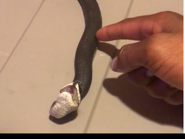 Snake Video Snake Drama Video Snake Playing Dead Funny Viral Video