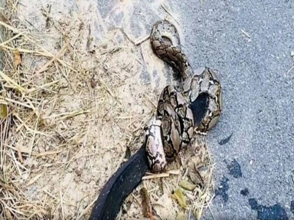 Snake Fight Video King Cobra And Python Fight Viral Video