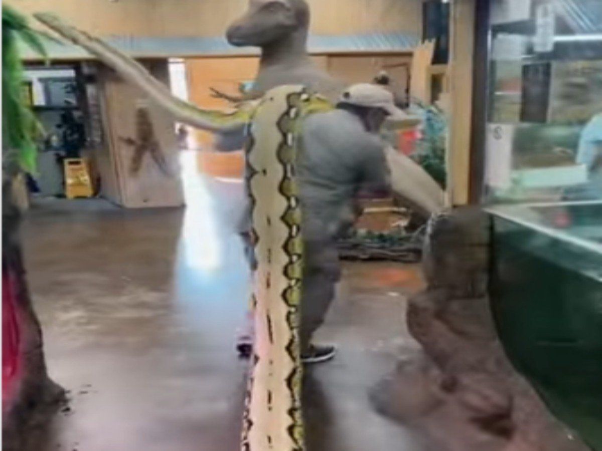 Snake Video Man Carry Giant Python on Shoulder Video Goes Viral ...