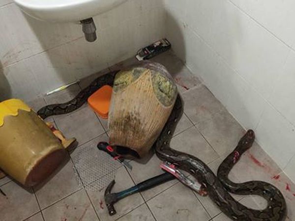 Snake bites woman in toilet