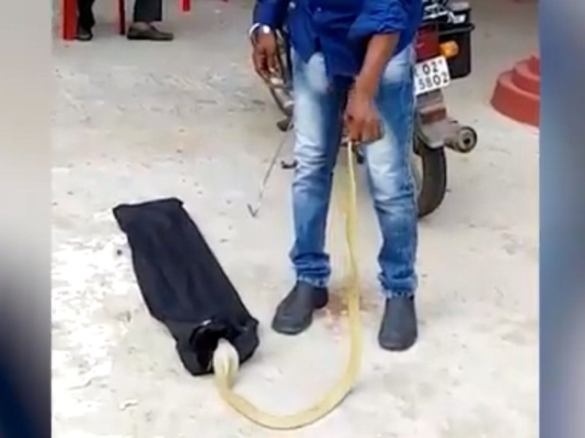 Snake in quarantine center VIDEO क्वारंटाइन सेंटर के अंदर मिला 4 फीट