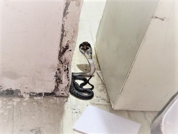 Black King Cobra enters in Noida Sector 20 Police station 