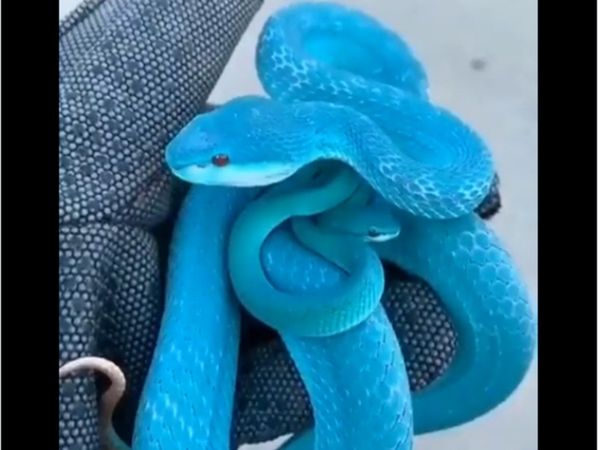 Snake Video Blue Snake Viral Video in Hindi