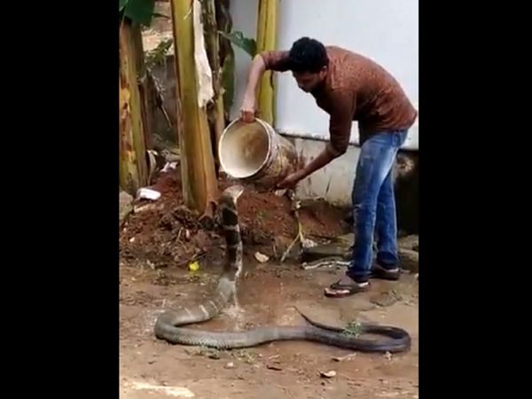 When the water poured over the snake, Watch VIDEO