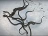 Man's home become snakes nest in Madhya Pradesh
