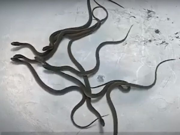 Man's home become snakes nest in Madhya Pradesh