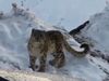 Snow Leopard seen in Himachal