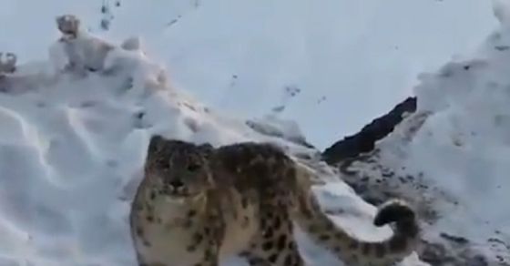 Video ह म चल क वर फ ल घ ट म द ख रहस यमय ह म त द आ क मर म क द ह आ द र लभ नज र Snow Leopard Spotted In Himachal Valley Camera Caught Rare Sight Watch Video