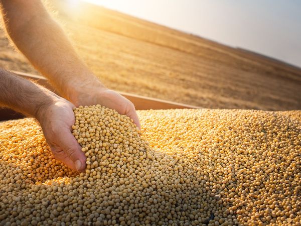 Falling trend in soybean prices, the price may fall by about Rs 600