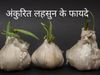 Sprouted garlic, garlic benefits of garlic, benefits of sprouted garlic, health benefits of sprouted garlic, लहसुन के फायदे, अंकुरित लहसुन के फायदे, अंकुरित लहसुन क्यों खाना चाहिए, अंकुरित लहसुन खाने से क्या होता है