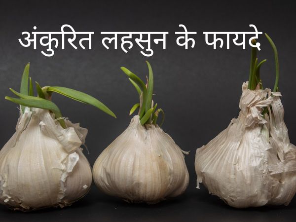 Sprouted garlic, garlic benefits of garlic, benefits of sprouted garlic, health benefits of sprouted garlic, लहसुन के फायदे, अंकुरित लहसुन के फायदे, अंकुरित लहसुन क्यों खाना चाहिए, अंकुरित लहसुन खाने से क्या होता है