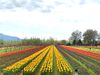 Tulip Festival in Kashmir 