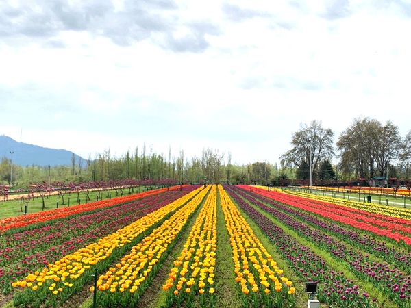 Tulip Festival in Kashmir 