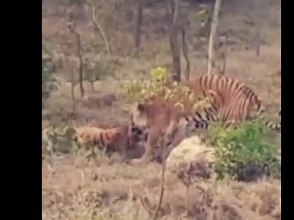 सज्जनगढ़बॉयोलॉजिकल पार्क में बाघ ने बाघिन को मार डाला, प्रणय निवेदन किया था अस्वीकार ![VIDEO]