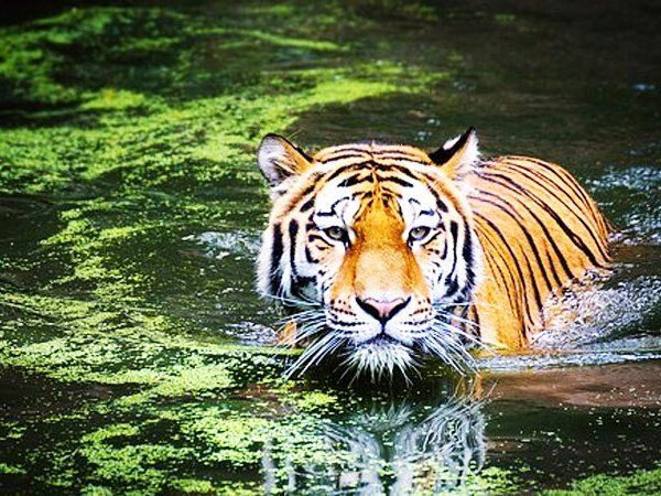International Tiger Day 2020 Some important facts about tiger that you will be surprised to know see in pics