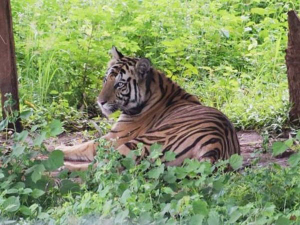 Efforts to bring feanale tiger'Sundari' back to MP from Odisha
