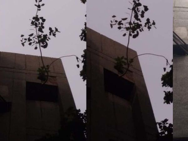 Peepal tree comes out of flat roof in Delhi