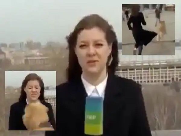 A dog in Russia grabbed the reporter's microphone and ran away during a live broadcast