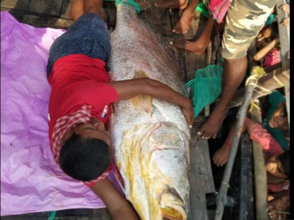 Telia Bhola Fish Found in Fisherman Net in Kolkata Sells For Rs 49 000 Per Kilo