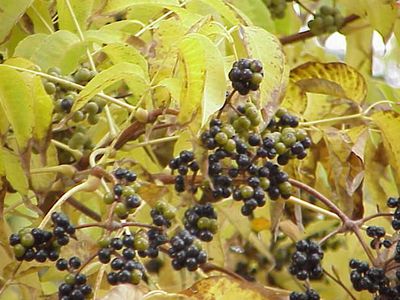 These Plants Are Poisonous For Kids