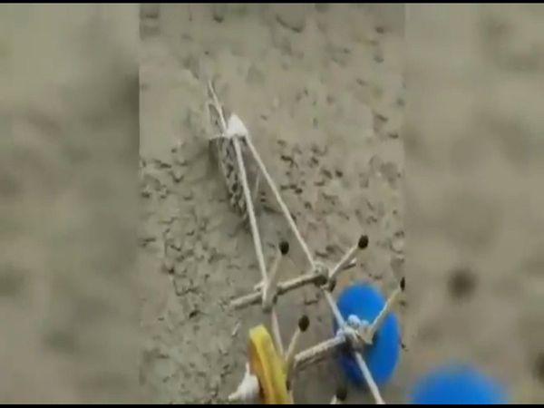 शख्स ने टिड्डी से चलवा दिया 'हल', यकीन ना आए तो देखें वीडियो