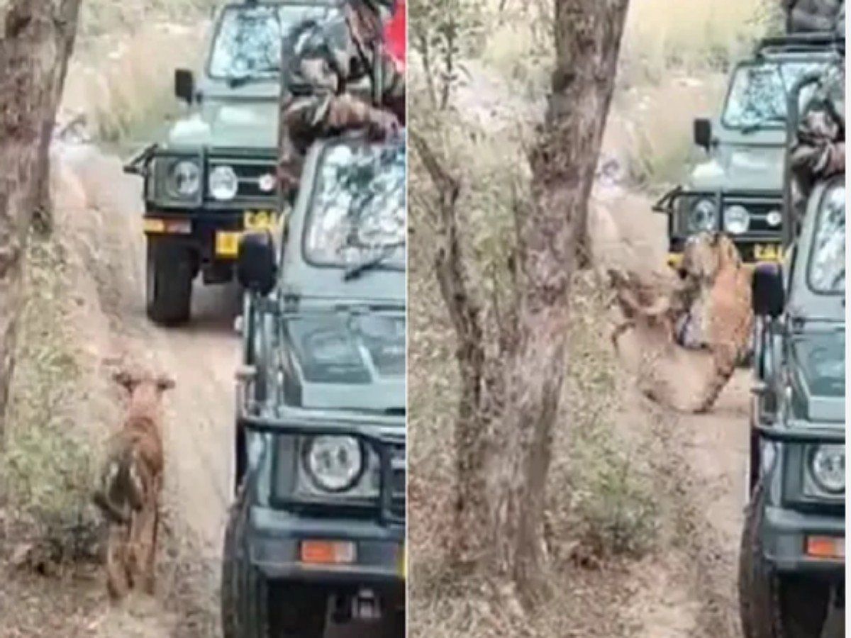 Viral Video: लोगों के सामने बाघ ने किया कुत्ते का शिकार, कैमरे में कैद हुआ खौफनाक मंजर
