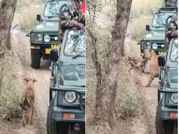  Tiger Viral Video Tiger Attack on Dog In front of Tourists Video Viral