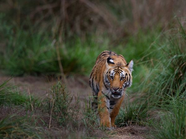 Tiger T23 killed 4 people  at Gudalur area in Tamil Nadu, order issued to hunt down this tiger