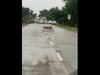  Tiger Crossing Road Then What Happened Watch Viral Video