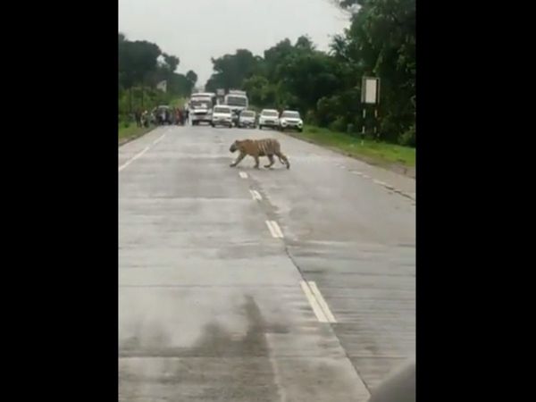  Tiger Crossing Road Then What Happened Watch Viral Video