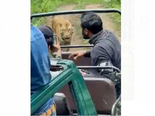 Tiger reached close to the car in Pench Tiger Reserve Then What Happened Watch Shocking Video
