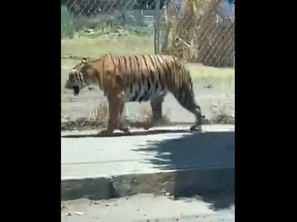 Tiger Viral Video