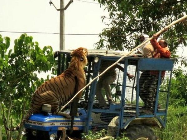 Tiger on the tractor