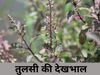 Tips To Keep Tulsi Green