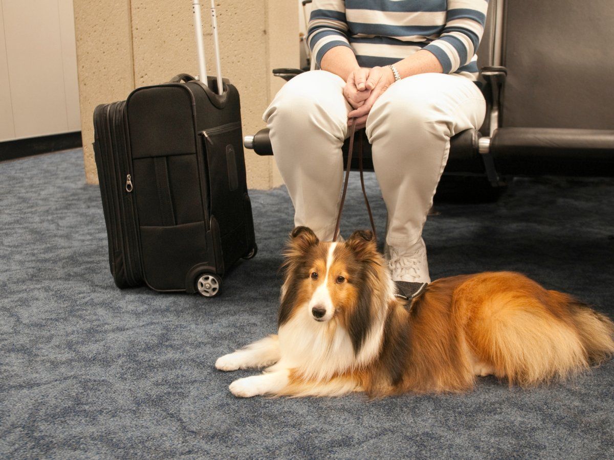 Travel With Pet: अपने पालतू जानवर को सफर में साथ ले जाना चाहते हैं, तो इन बातों का रखें ध्यान