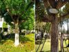 Pakistani Tree Which Arrested by Drunk British Ruler In 1898 Know About Shocking Truth