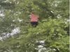Man Come Down From Tree in Unique Style Video Goes Viral