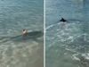 Video: शार्क को देखते ही समुद्र में कूदा कुत्ता, वायरल हुआ वीडियो