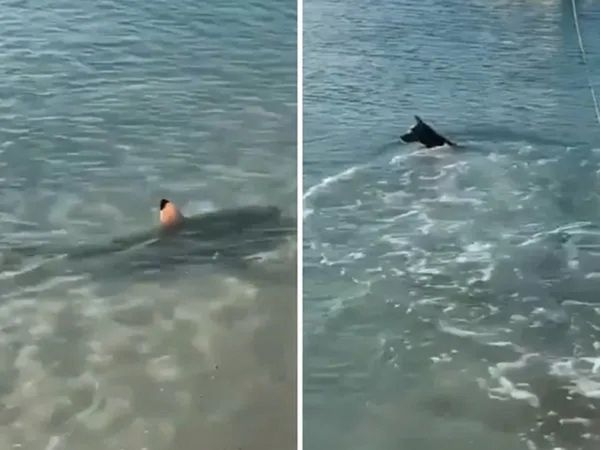 Video: शार्क को देखते ही समुद्र में कूदा कुत्ता, वायरल हुआ वीडियो