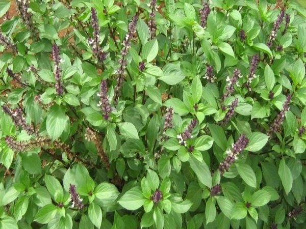 Basil plants pots being stolen from people's homes at night in Haryana 