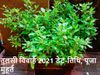 Tulsi Vivah 2021, Tulsi Vivah 2021 date, Tulsi Vivah ka vrat kab hai, तुलसी विवाह 2021 तिथि और मुहूर्त