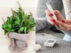 health benefits of tulsi for blood sugar level and diabetes, tulsi is beneficial for keeping diabetes in control