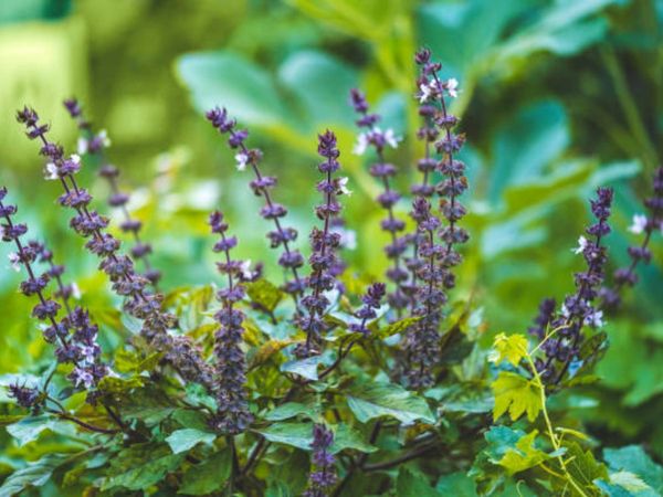 tulsi vivah 2021 tulsi vivah ki katha, Tulsi vivah 2021 tulsi vivah katha in hindi