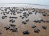 8 lakhs turtles came to the beach to lay eggs amid lockdown